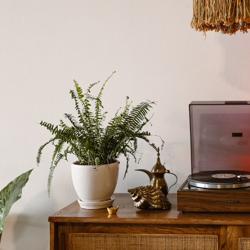 A potted fern plant in a white pot on a wooden dresser with a record player