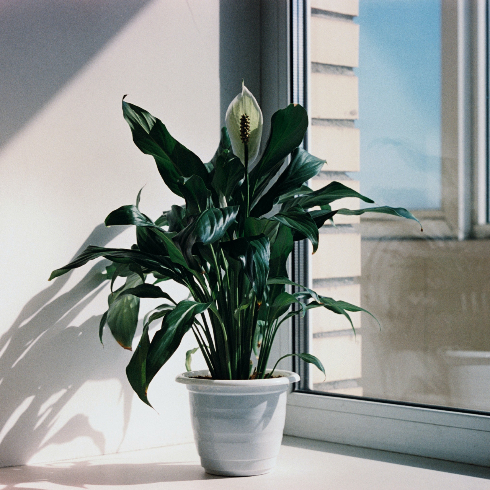 A peace lily plant in a white pot by a window