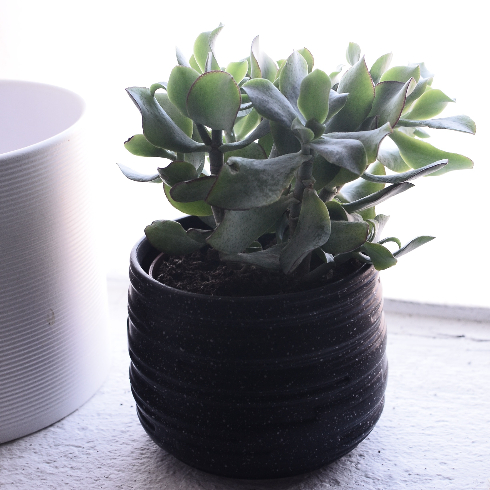 A small potted jade plant