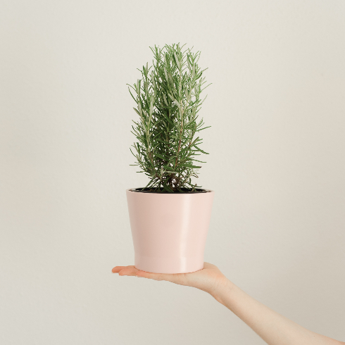 A hand holding up a potted rosemary plant