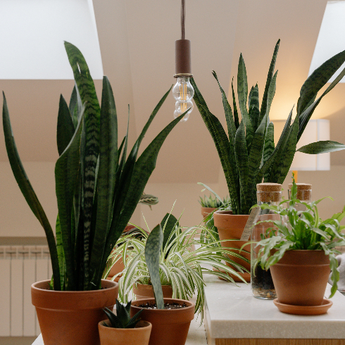 A table with various potted indoor houseplants