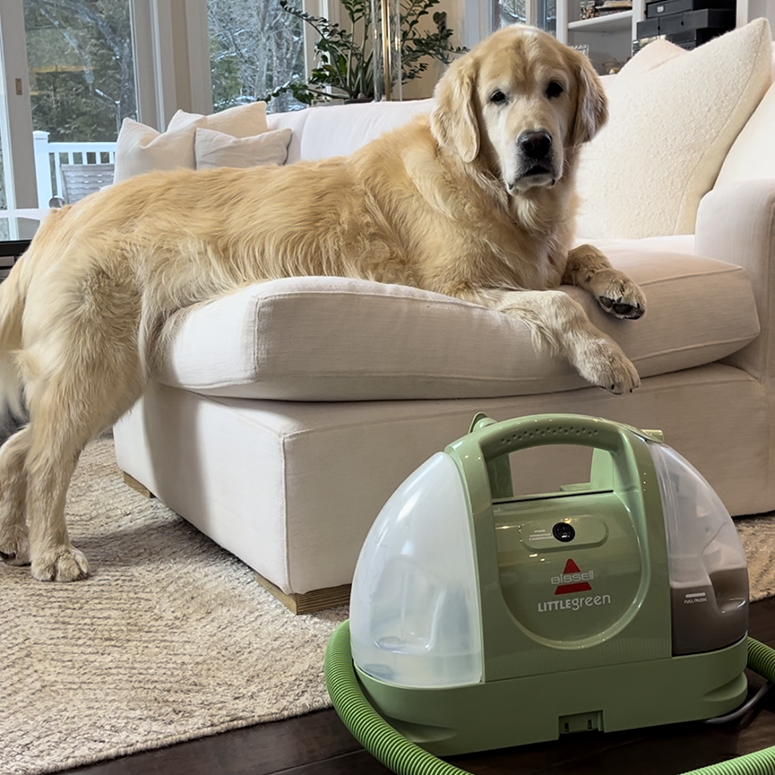golden dog on sofa with bissell little green machine