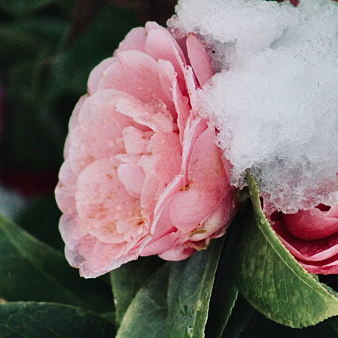 Canadian plants: A pink Camelia flower blooming through the frost