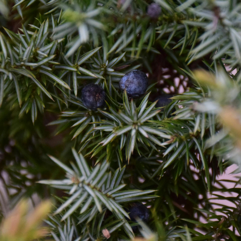 Canadian plants: A close up of an evergreen juniper tree