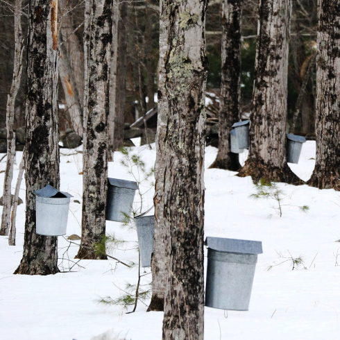 Canadian plants: Sugar maple trees with metal buckets for sap collection on a snowy day