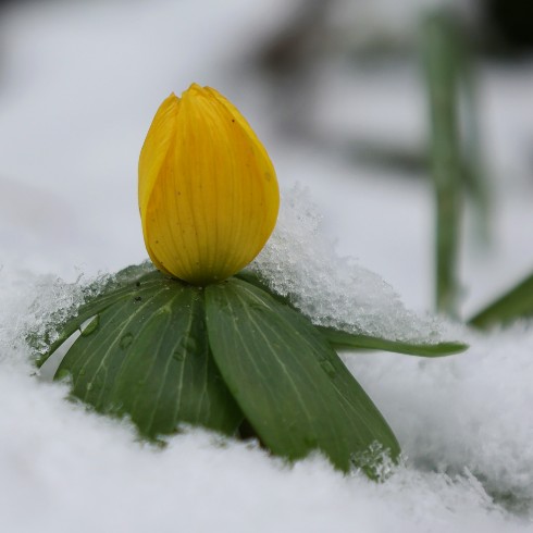 Canadian plants: An aconite flower blooming in the wintertime