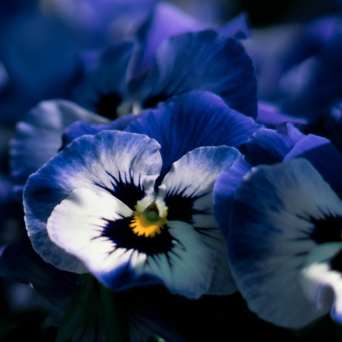 Canadian plants: A bright purple blooming pansy