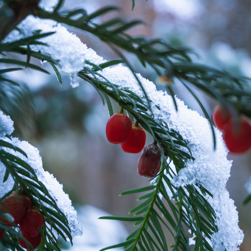 Canadian plants: A winterberry in frost