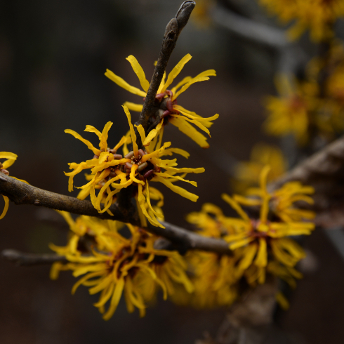 Canadian plants: A yellow blooming witch hazel plant