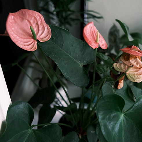Overhead shot of a flowering anthurium plant. The leaves are dark green and heart shaped. The flowers are light pink, heart shaped, and waxy with a large conical center protruding.