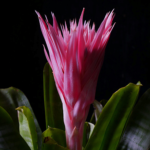 Closeup of a bright pink bromeliad flower. It is bright pink, with many layers of long, thin, pointed petals.