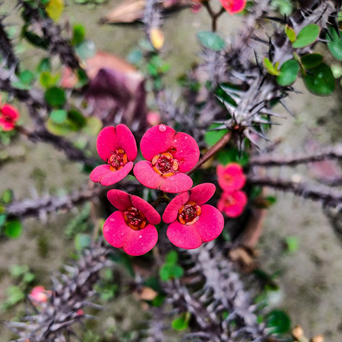 Overhead shot of crown of thorns plant. Long, thorny branches extend from the center of the plant. In the middle, above the thorns, are a cluster of four small bright red flowers.