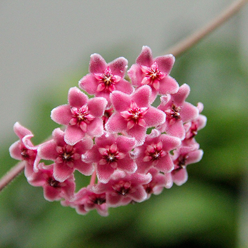Closeup of a bright pink hoya bloom. The larger flower is made up of a bunch of tiny, five-petal, fuzzy flowers.