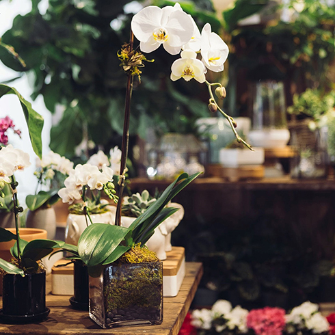 Photo of a plant shop with a variety of white flowering orchids on a wooden table.