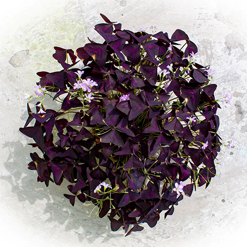 Overhead shot of oxalis plant with an abundance of dark purple shamrock-like leaves and tiny, light purple flowers.