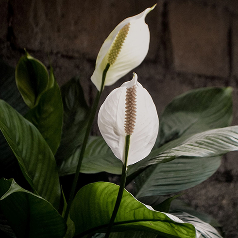 Photo of peace lily with dark green leaves and a white flower. The flower is made up of one large, white petal.