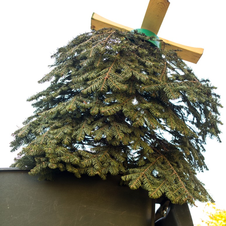 An old real Christmas tree in a bin