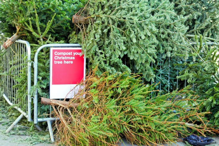 Christmas trees at a recycling centre