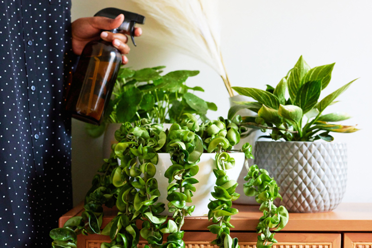 Two lush houseplants being sprayed with a water bottle