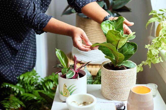 How to Rescue Dying Houseplants | HGTV Canada