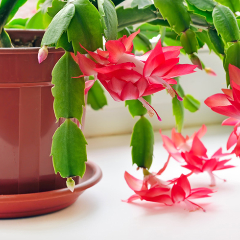 A flowering potted Christmas Cactus