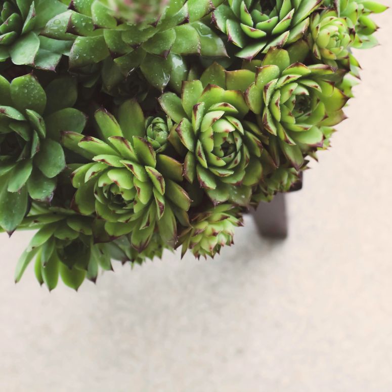 A close-up of a hens and chicks succulent plant