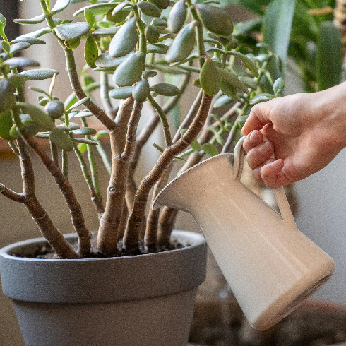 A hand reaches out to water a jade succulent plant with a jug of water