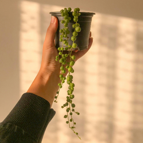 A hand holds up a potted string of pearls succulent plant