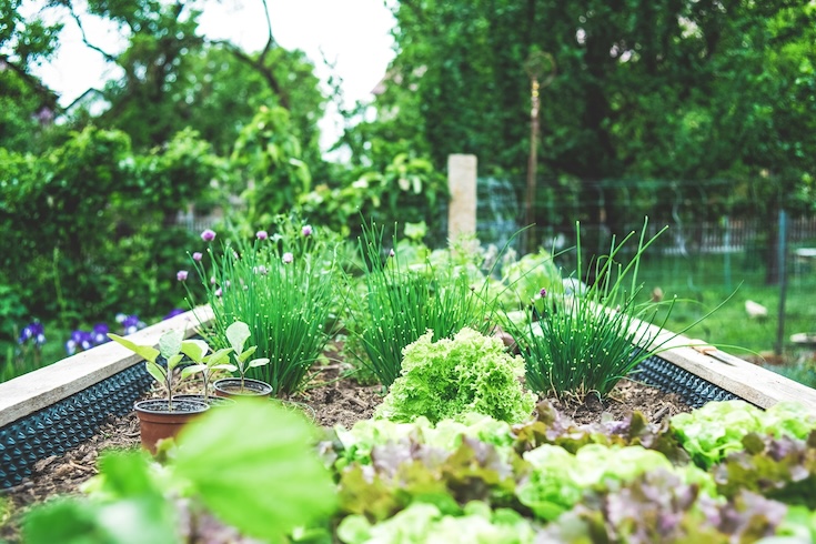 A garden bed filled with vegetables and plants