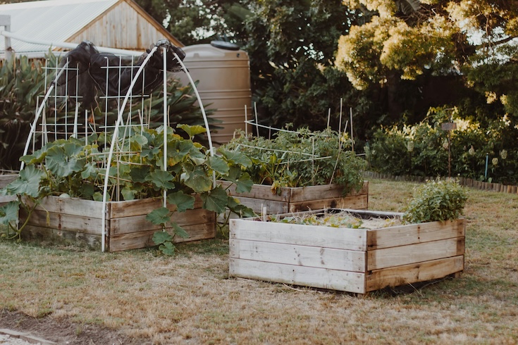 A backyard garden with three wooden garden beds filled with growing vegetables