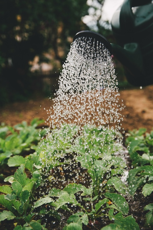 Water flowing from a watering can onto vegetables growing in a garden