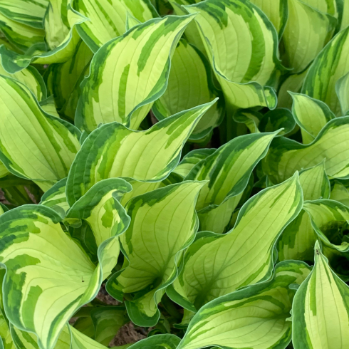 Overhead shot of a cluster of hostas with dark and light green leaves