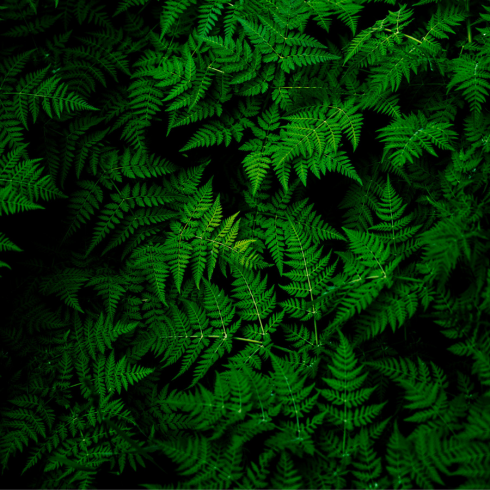 An overhead shot of a bed of ferns.