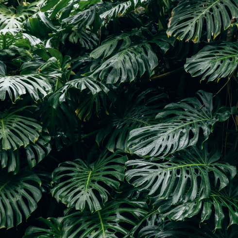 A wall of huge monstera leaves in a rainforest or jungle