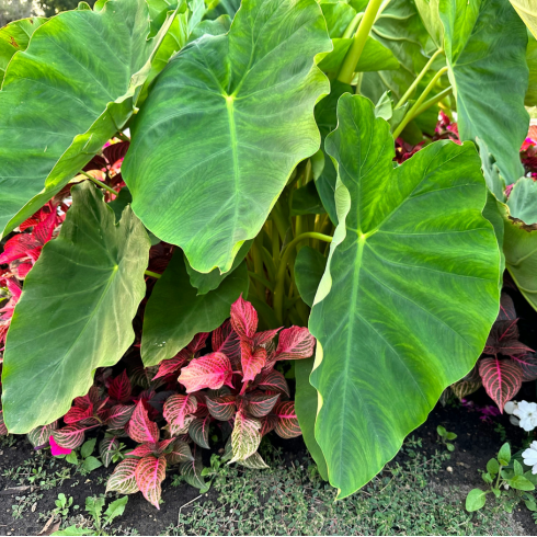 Shot of a garden with smaller plants low to the ground, and huge, heart-shaped, wavy Colocasia leaves up top.