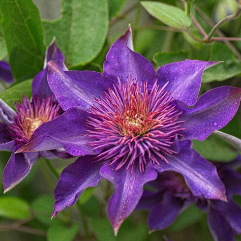 Closeup of a vibrant purple clematis flower. Its petals are pointed and many-layered, and the centre is a spiky puff ball.