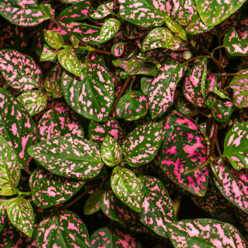 Overhead shot of a bed of polka dot plants. The leaves are a medium green with pink speckles.