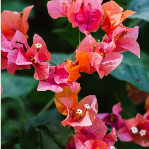 A bougainvillea plant in the background. In the foreground are pink and orange bougainvillea flowers.