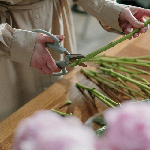 A person cuts the stems of fresh flowers with a pair of scissors