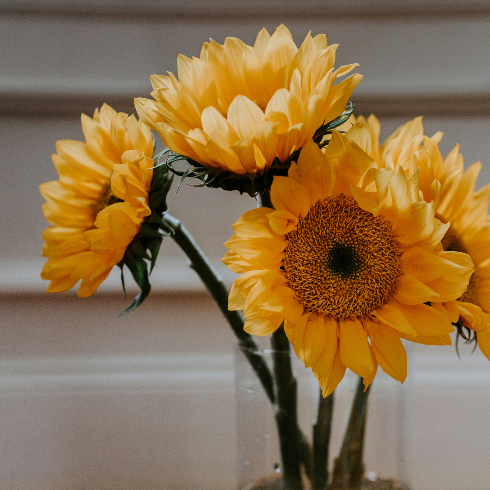 A vase with beautiful yellow sunflowers in bloom