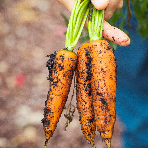 Freshly harvested carrots