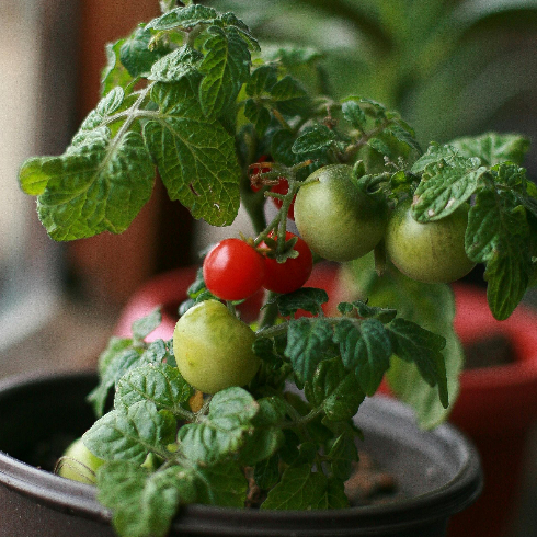 A potted cherry tomato plant