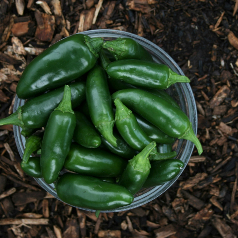 A bowl with fresh green jalapeno peppers