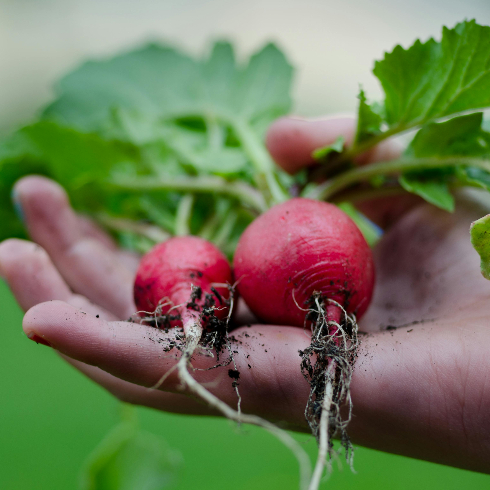 A hand holds some freshly harvested radishes