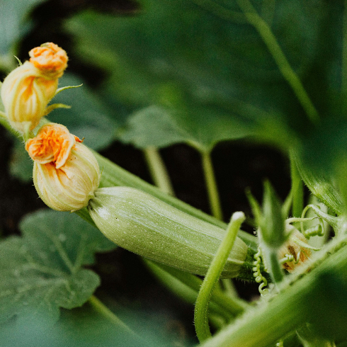 Zuchinni plant growing in a home garden