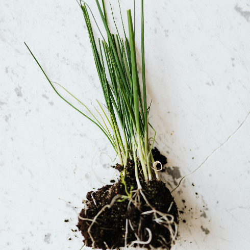 A batch of green onions with dirt in them