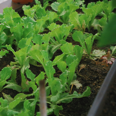 Lettuce growing in a home garden