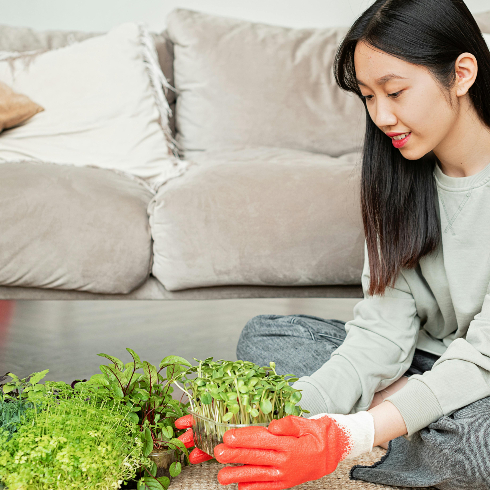 A woman with gardening gloves gardening some microgreens